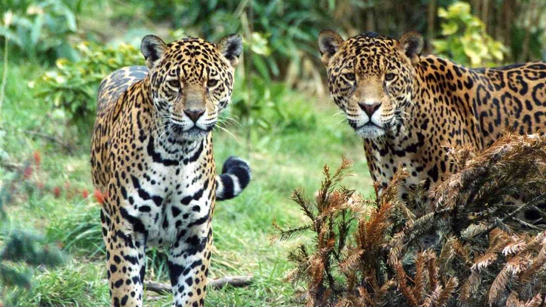 Chester Zoo